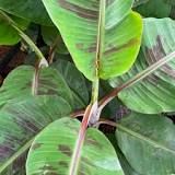 green leaves are growing on the tree outside