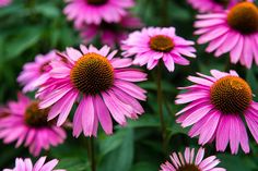 many pink flowers with yellow centers in the middle