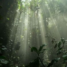 the sun shines through the trees in the jungle