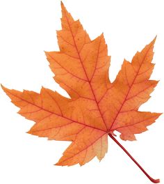 an orange maple leaf on a white background