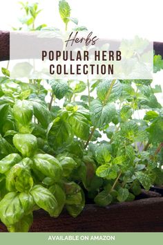 herbs in a pot with text overlay that reads herbs popular herb collection available on amazon