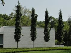 a row of trees in front of a building