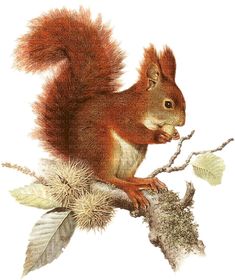 a red squirrel sitting on top of a tree branch