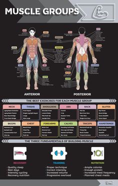 the muscles and their functions are labeled in this diagram, which shows what they look like