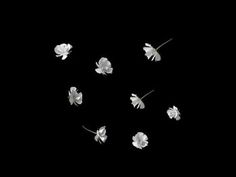 several white flowers are arranged in the shape of a circle on a black background with space for text