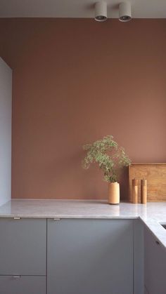 a potted plant sitting on top of a counter next to a sink and cabinets