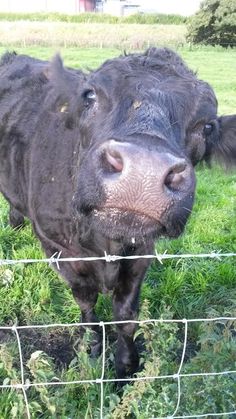 a black cow is standing in the grass behind a wire fence and looking at the camera