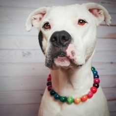 a white dog wearing a multi colored beaded collar and looking up at the camera