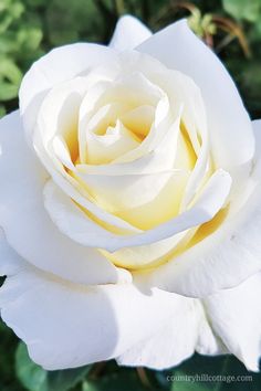 a white rose with green leaves in the background