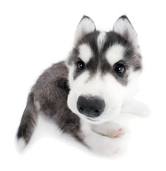 a black and white husky dog laying down