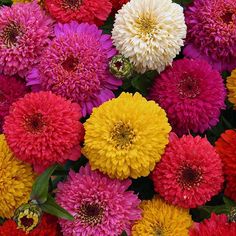 many different colored flowers in the grass