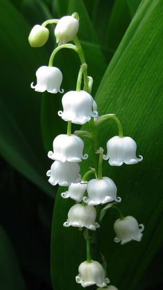 the white flowers are blooming on the green leaves