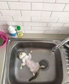 a small white cat laying in a sink