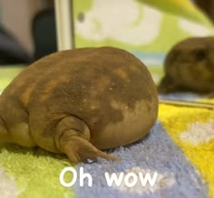 an animal that is laying down on a towel with the words oh wow in front of it