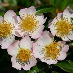 pink and white flowers with yellow stamens in the center, on green leaves