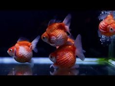 three goldfish in an aquarium looking at each other