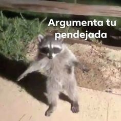 a raccoon standing on its hind legs in front of a wooden fence with the words argumenta tu pendejada