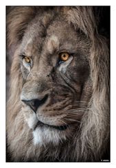 a close up photo of a lion's face with yellow eyes and long mane