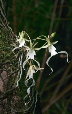 white flowers growing on the side of a mossy tree trunk with vines hanging from it