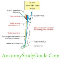 Venous And Lymphatic Drainage And Comparison Of Lower And Upper Limbs - Anatomy Study Guide Femoral Nerve