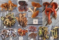 several pictures of different types of mushrooms on a table with numbers in front of them