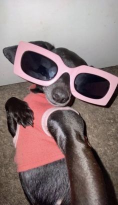 a dog with sunglasses on its head laying on the couch wearing a pink shirt and sweater