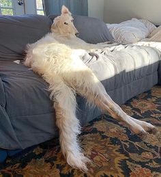 a large white dog laying on top of a couch