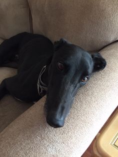 a black dog laying on top of a couch