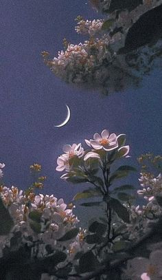 some white flowers and a half moon in the sky