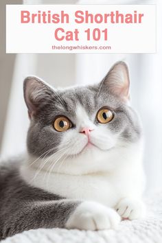 a grey and white cat laying on top of a bed with the caption british shorthair cat 101