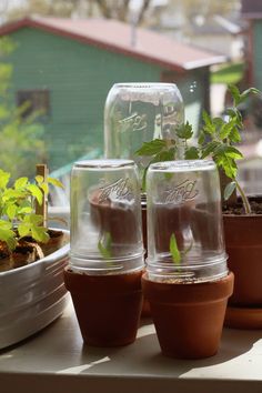 three plastic cups with plants in them sitting on a window sill next to a potted plant