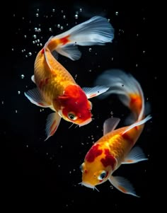 two goldfish swimming in the water with bubbles