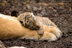 a cat laying on its back in the dirt