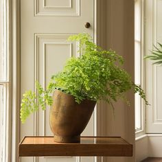 a potted plant sitting on top of a wooden shelf in front of a door