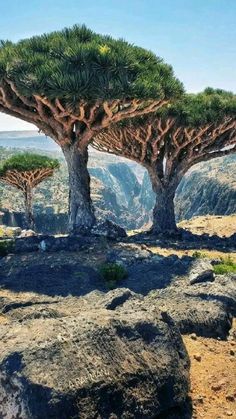 two trees that are sitting on some rocks