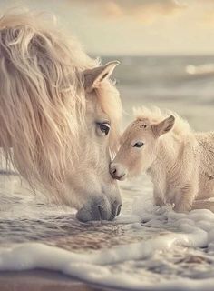 two white horses standing next to each other on a beach