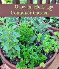 a potted plant with herbs growing in it and the words grow an herb container garden