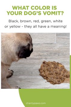 a pug dog looking at a bowl of food on the floor that says, what color is your dog's vomitt? black, brown, red, green, green, white or yellow - they all have a meaning