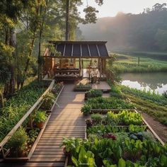 a wooden walkway leads up to a garden area with lots of green plants and trees