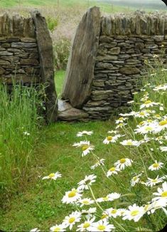 some daisies are in the grass near an old stone wall with two large rocks