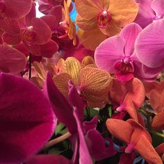 there are many different colored orchids in the vase on the table and one is purple