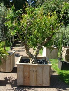 several wooden planters with trees in them