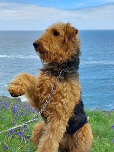 a brown dog sitting on top of a lush green field next to the ocean with purple flowers