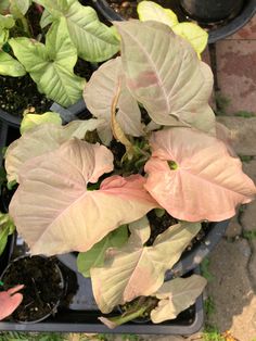 there are many plants in the potted planter on the ground, one is pink and green