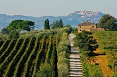 the road is lined with rows of trees and bushes next to a house on top of a hill