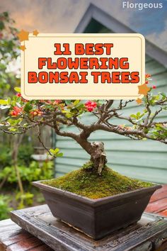 a bonsai tree with the words 11 best flowering bonsai trees on it's side