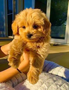 a small brown dog sitting on top of a person's arm in front of a window