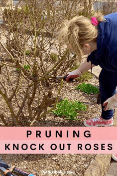 Rose Bush Pruning, How To Prune Knockout Roses, Pruning Knockout Roses In Spring, When To Prune Knockout Roses, Trimming Rose Bushes, Knock Out Roses Care, Knockout Roses In Landscaping Ideas, Pruning Roses Spring, Knockout Roses In Landscaping