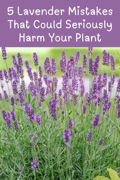 5 Lavender Mistakes That Could Seriously Harm Your Plant Planting Lavender, Growing Hops, Pioneer Living, Suburban Homestead, Lavender Laundry, Lavender Recipes