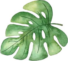 a watercolor painting of a green leaf